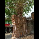 Die Mauer wird vom auf ihr wachsenden Baum gehalten